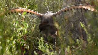 Wild Lyrebird Dancing and Singing [upl. by Amliv]