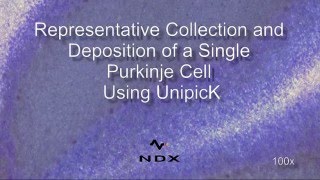 Representative Collection and Deposition of a Single Purkinje Cell Using UnipicKTM [upl. by Rednijar]