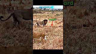 Lion vs leopard leopard trending lion wildlife animals shorts viralvideo tiger [upl. by Nazar]