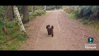 Alderley Edge country park forest Wizard wonder hunt trail excalibur [upl. by Eraste]