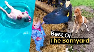 Farmageddon The Best Of Farm Animals Compilation [upl. by Eckart640]