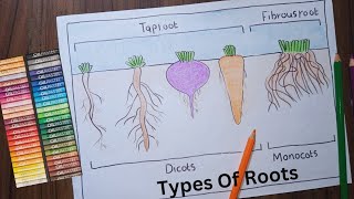 Types Roots Diagram  Label Diagram Of Roots  Science Drawing [upl. by Dnomasor]