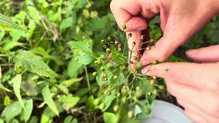 How to harvest Figwort Scrophularia seeds [upl. by Ahsirtal]