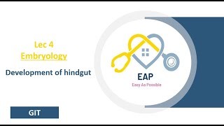 Lec 4  Embryology  Development of hindgut  GIT [upl. by Oakleil]