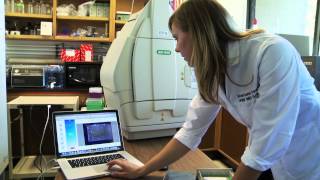 Studying Diabetes at UC Davis with the ChemiDoc™ MP Imaging System [upl. by Zetram]