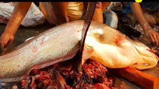 Giant 18KG Wallago Attu Catfish Boal Fish Cutting By Expert Cutter  Fish Cutting Skills [upl. by Katya]