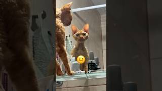 Funny Cats gatosgraciosos short videosdivertidos [upl. by Helgeson]