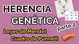 ¿Cómo hacer un cuadro de Punnett ♀️ Ejercicios de genética resueltos [upl. by Asiulana]