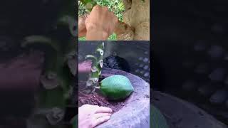 how to graft super dwarf papaya tree [upl. by Brenton859]