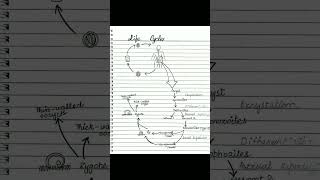 Cryptosporidiosiscryptosporidiumlife cycle of cryptosporidiumpathogenesis of cryptosporidium [upl. by Kial978]