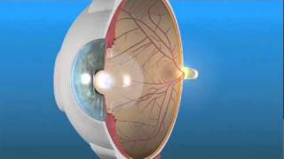 How the Eye Works and the Retina [upl. by Samot327]