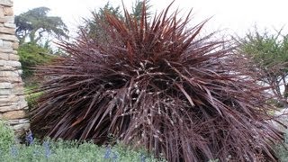 Cordyline Festival GrassJurred Red Fountain Grass [upl. by Ludwog]