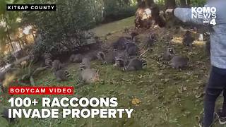 100 raccoons swarm woman’s property begging for food [upl. by Okiram826]