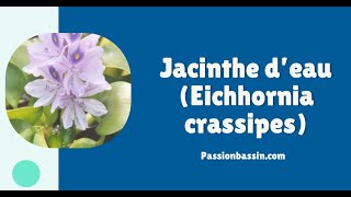 Jacinthe d’eau Eichhornia crassipes [upl. by Haines]