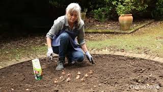 Amaryllis waxed bulbs plant in garden how to plant amaryllis bulbs outside [upl. by Keelia]