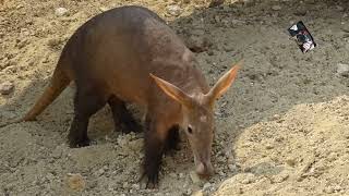 LOryctérope du Cap est appelé parfois Cochon de terre  Zoo de Doué la Fontaine Maine et Loire [upl. by Adnoluy49]