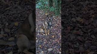 Malinois Guide Entraînement ProprioceptifMalinois Entraînement [upl. by Amiaj]