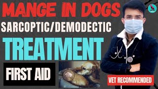 Mange Treatment In Dogs  Demodectic Mange Sarcoptic Mange  First Aid इलाज  Serious Problem 😭 [upl. by Hsotnas]