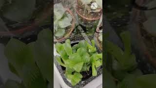 Haworthia Cooperi Var Pilifera Plant succulent succulent plants gardening [upl. by Aioj]