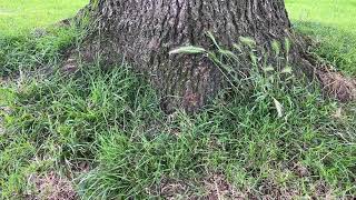 Sessile oak  base of trunk amp grass  ground litter  July 2024 [upl. by Barrus289]