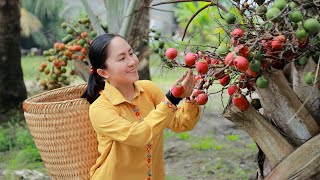 Harvest Areca Catechu Fruit goes to the market sell  Emma Daily Life [upl. by Atis]