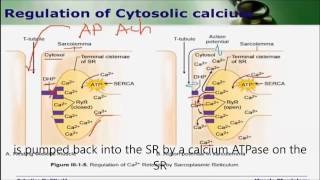 Regulation of cytosolic calcium [upl. by Paryavi350]