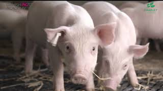 PIG FACTS HP 300 an enzymatically treated soy protein [upl. by Drolet]