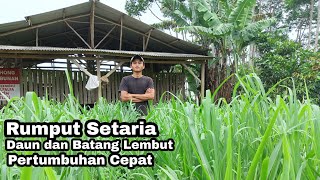 Mantap Rumput Setaria Pertumbuhan Cepat Batang dan Daun Lembut [upl. by Sewoll987]