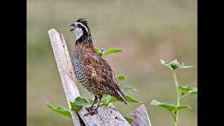 BOBWHITE QUAIL PAIRS bird birdslover pet gamebirds pheasant quail love peace [upl. by Leyes695]