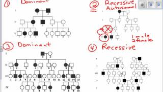 Interpreting Pedigree Charts [upl. by Moorefield]