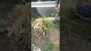 Pennisetum Grass Cutting viralvideo youtubeshorts youtube foryou shorts youtube subscribe [upl. by Enayd623]