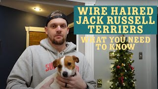 Wire Haired Jack Russell Terriers What You Need To Know [upl. by Lleneg]