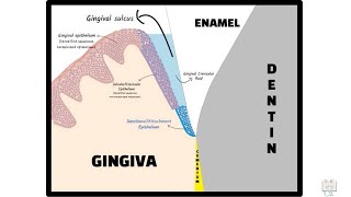 Junctional Epithelium Dentogingival Junction [upl. by Kalli]