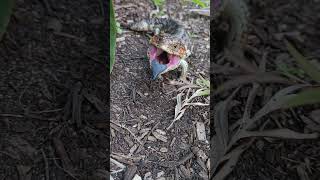 Bobtail Lizard aka Shingleback [upl. by Lauter]