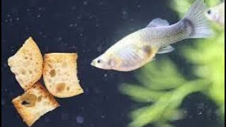 The Ultimate Guppy Food Guide to boost growth and colors guppyfish livefood fishbreeding [upl. by Lenaj]