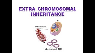 EXTRACHROMOSOMAL INHERITANCE [upl. by Vudimir]