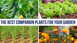 😲 Companion Planting Perfect Garden Partners [upl. by Berke654]