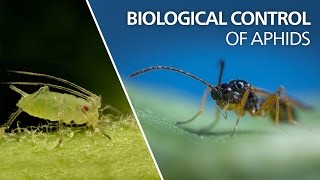 Biological control of aphids  Aphidius colemani [upl. by Won]