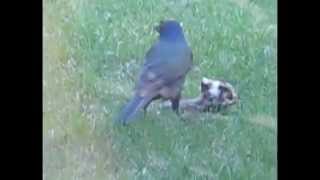 Starling Or Grackle Eats Another Bird  Rabbit Watches [upl. by Erbua]