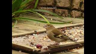 29 soorten vogels in de tuin [upl. by Nancey235]