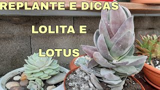 🇵🇹Replante de crássula lotus echevéria lola com dicas de cultivo [upl. by Tem]