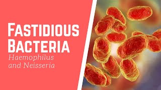 Episode 7 Fastidious Bacteria Haemophilus and Neisseria [upl. by Alleuqahs265]