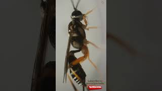 Exploring The Lemon Tree Borer Parasitoid Wasp under a Microscope [upl. by Rattan726]