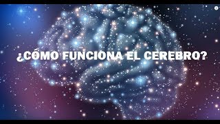 ¿Cómo Funciona el Cerebro Humano [upl. by Laira]