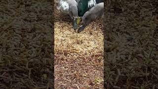 My duckies❤️ ducks cuteanimal pultry farmanimals eating [upl. by Kelton]