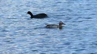 Garganey swimming  Knäkente am schwimmen [upl. by Menedez]