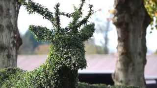 Topiary Art by Agrumi [upl. by Muscolo781]