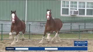 Budweiser Clydesdale horses arrive in New Orleans for Mardi Gras parades [upl. by Yelrahc312]