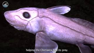 Creatures of the Deep Chimaera [upl. by Vonni]