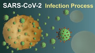 SARSCoV2 Covid19 Infection Process [upl. by Eylhsa549]